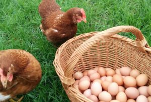 Oeufs Extra Frais Bio