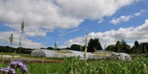 Vue des serres Ferme aux Cailloux